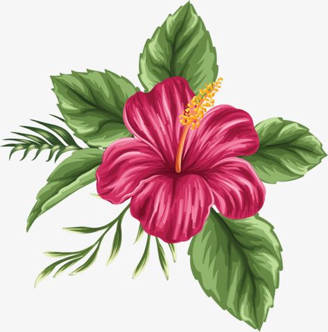 hibiscus flower,flowers,leaf,green leaves,cartoon,float,hibiscus,flower,green,leaves,hand clipart,painted clipart,hibiscus clipart,flower clipart Hibiscus Flower Drawing, Plant Drawing, Hawaiian Flowers, Flower Clipart, Hibiscus Flower, Flower Art Painting, Digital Flowers, Arte Floral, Hibiscus Flowers