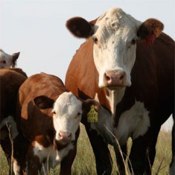 Herford Cow, White Cows, Hereford Cows, Hereford Cattle, Beef Cow, Farm Scenes, Cow Pictures, Beef Cattle, Cattle Ranching