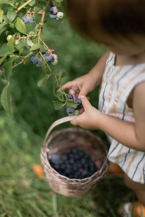 Blueberry Picking Photoshoot, Peaceful Preschool, Picking Blueberries, Blueberry Patch, Blueberries For Sal, Summer Themes, Blueberry Picking, Blueberry Farm, Forest Fruits