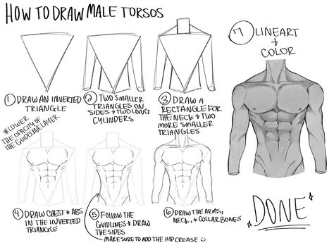 Anatomy Male Tutorial, Anatomy Drawing Reference Male, Body Tutorial Drawing Anatomy Male, Male Anatomy Step By Step, How To Draw Males Anatomy, Body Anatomy Shapes, Male Body Drawing Tutorial Anatomy, How To Draw Male Body Types, Male Back Drawing Tutorial