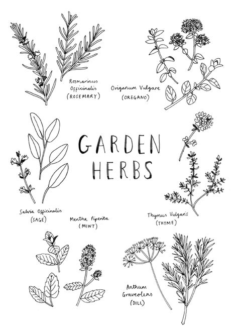 Herb Bouquet Drawing, Simple Herb Drawing, Herbs Line Art, Herb Line Art, Witch Herbs Drawing, Herb Line Drawing, Herb Drawings Simple, Herb Bundle Tattoo, Herb Tattoo Botanical Drawings