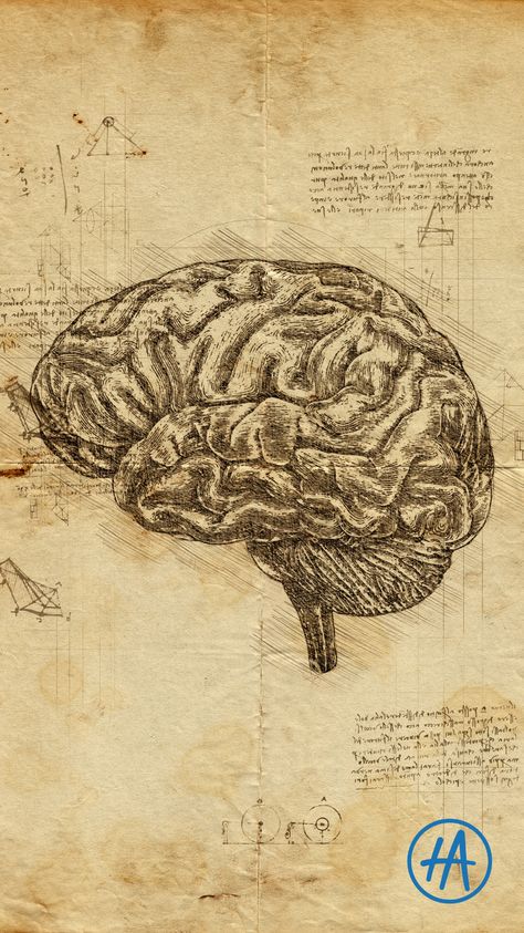 Leonardo Da Vinci Artist Research Page, Brain Labeled Diagram Aesthetic, Victorian Anatomy Drawings, Human Brain Aesthetic, Anatomical Drawings Medical, Old Anatomy Illustration, Brain Drawing Aesthetic, Drawing Of Brain, Psychology Aesthetic Art