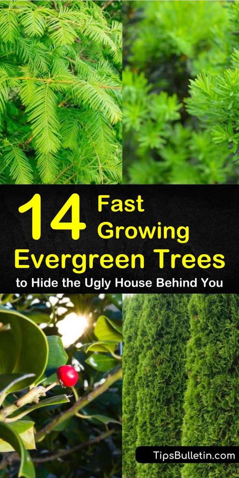 Learn what the best fast growing evergreen trees are with our tips and tricks. Use them as privacy fences, screens, and shades to shield certain areas of your house. #fastgrowingevergreentrees Privacy Hedges Fast Growing, Fast Growing Pine Trees, Types Of Evergreen Trees, Evergreen Trees For Privacy, Natural Privacy Fences, Fast Growing Privacy Shrubs, Evergreens For Shade, Green Giant Arborvitae, Fast Growing Evergreens