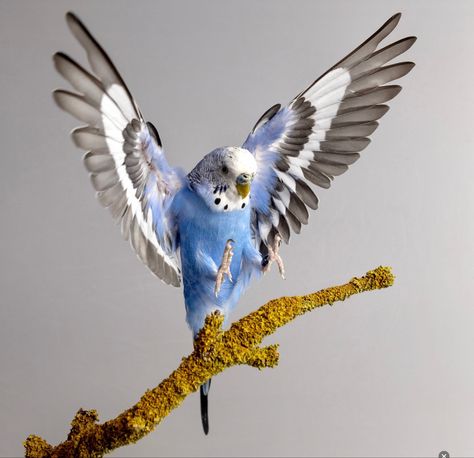 Bird Landing Drawing, Budgerigar Tattoo, Budgy Bird, Pet Bird Aesthetic, Parakeet Flying, Bird Landing, Parakeet Art, Budgies Parrot, Budgie Bird