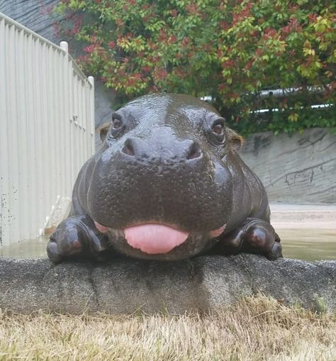 Animals, Hippopotamus, Animal Photos