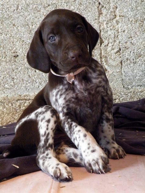 Tattoos Dog, Gsp Puppies, Doggy Treats, German Shorthaired Pointer Dog, Pointer Puppies, German Shorthair, Pointer Dog, German Shorthaired Pointer, Shepherd Puppies