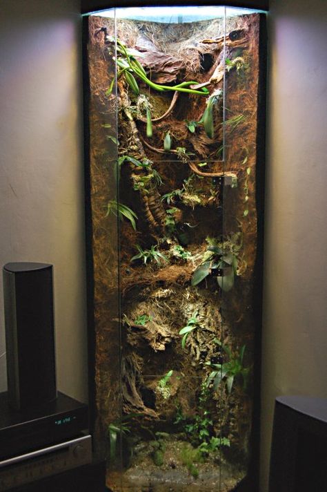 Orchid terrarium!  When I think terrarium, I usually think more like 10 gallon, but this is phenomenal.... Snake Enclosure Aesthetic, Reptile Tank Ideas, Cabinet Terrarium, Stone Terrarium, Chameleon Enclosure, Gecko Enclosure, Tarantula Enclosure, Bioactive Vivarium, Pet Enclosures