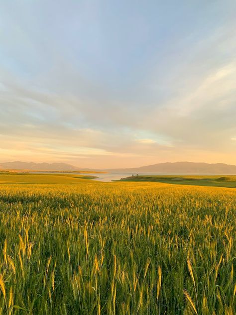 Wheat Fields Photography, Fields Of Barley, Plain Field Aesthetic, Wheat Farm Aesthetic, Field Background Nature, Wheat Field Background, Open Field Photography, Long Grass Field, Wheat Fields Aesthetic