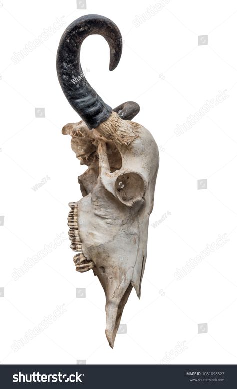 The cow skull on white background, side view . Cow Skull Reference, Goat Skull Side View, Bull Skull Side View, Animal Skull Side View, Skull Side View, Animal Skull Decor, Bison Skull, Skull Anatomy, Skull Reference