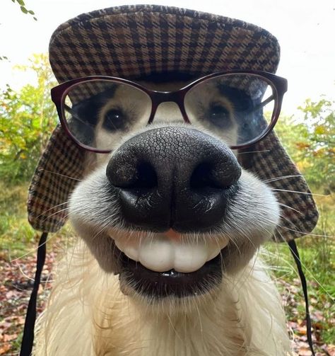 Silly Animal Pictures, Funny Dog Faces, Goofy Dog, Dog With Glasses, Cute Animals Puppies, Very Cute Dogs, Funny Animal Photos, Love My Dog, Silly Dogs