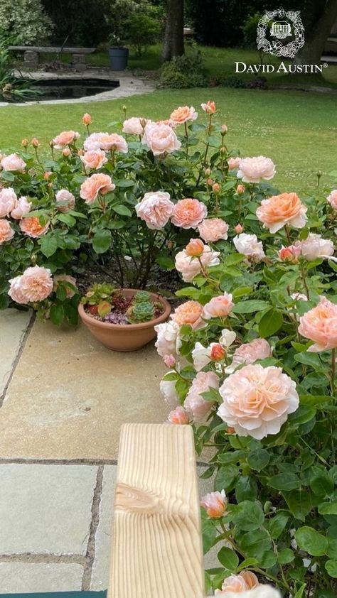 Our customer's gardens are a true testament to the exquisite beauty of David Austin roses. Whether planted in borders, pots, or left to ramble wild, our English roses bloom magnificently, showcasing their splendour.  Don't forget to share your stunning garden with us by uploading your pictures to our inspiration gallery.  #davidaustinroses #gardeninspiration Rose Garden In Pots, Small Garden Flower Ideas, Italian Rose Garden, Rose Bush In Front Of House, Boscobel Rose David Austin, Roses In Raised Beds, Rose Beds Garden Ideas, Rose Garden Ideas Backyards, Rose Bushes Landscape