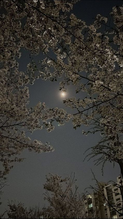 Wallpaper Moon, Genos Wallpaper, Cherry Blossom Trees, Vintage Flowers Wallpaper, Night Scenery, Pretty Landscapes, Backgrounds Phone Wallpapers, Blossom Trees, The Night Sky