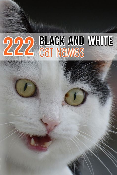 Black And White Cat Names, Kitten Names Boy, Kitten Names Unique, Halloween Names For Cats, Kitten Names Girl, Boy Cat Names, Girl Cat Names, Black And White Cats, Cute Cat Names