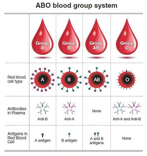 Abo Blood Group System, Blood Type Chart, Blood Type Personality, Medical Terminology Study, Type Personality, Blood Types, Blood Group, Basic Anatomy And Physiology, Biology Facts