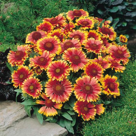 High Country Gardens, Blanket Flower, Best Perennials, Sun Perennials, Meteor Garden 2018, Garden Wallpaper, Red Petals, Sun Plants, Hardy Perennials