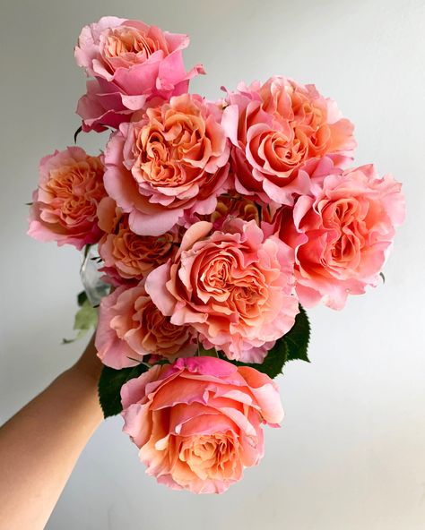 These garden roses show peach, orange, light pink, and raspberry in their many folding petals. Spring Flower Arrangements, Rose Varieties, Cut Flower Garden, Nothing But Flowers, Flower Therapy, Japanese Flowers, Garden Roses, Peach Orange, Arte Floral