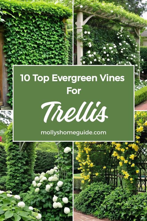 Looking to add some greenery to your trellis year-round? Explore the best evergreen vines for trellis that stay lush and vibrant regardless of the season. These climbing plants not only provide privacy with their fast-growing nature but also offer beautiful perennial flowering displays. Discover the top picks for evergreen climbers that are low maintenance and perfect for creating a stunning vertical garden. Vine Climbing Trellis, Vine Trellis Privacy Screen, Garden Trellis Plants, Climbing Jasmine On House, Best Plants For Trellis, Climbing Ivy Trellis, Vines In Garden, Evergreen Trellis Plants, Vines Growing On House