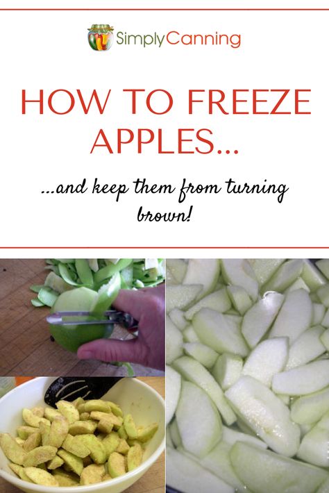 Learn how to freeze apple slices for use in pies and other baked treats! Use this quick method from SimplyCanning.com Can I Freeze Apples, How To Freeze Sliced Apples, How To Preserve Sliced Apples, How To Preserve Apple Slices, Freezing Apples For Apple Crisp, How To Freeze Fresh Apples, Freezing Apple Slices, How To Freeze Apples Slices, Freeze Apples Slices