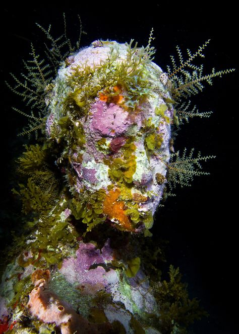 Jason Decaires Taylor, Decay Art, Underwater Sculpture, Evolution Art, Growth And Decay, Bottom Of The Ocean, Underwater Art, Sculpture Garden, Sculpture Park