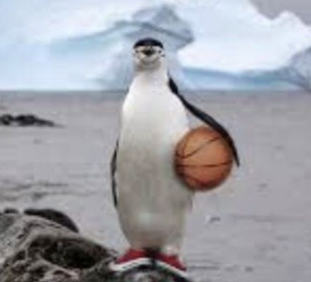 Adorable Babies, Penguins, Instagram Profile, Basketball, Hair, Instagram