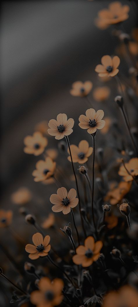 Blurred Flower Wallpaper, Black Aesthetic Flowers Wallpaper, Aesthetic Contact Pictures Iphone, Dark Pretty Wallpaper, Darker Aesthetic Wallpapers, Dark Mode Iphone Wallpaper, Black Lockscreen Wallpaper Iphone Cute, Black Floral Wallpaper Iphone, Field Wallpaper Aesthetic