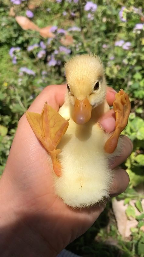 Funny Duck Pictures, Duck Pets, Cute Duck Pictures, Baby Duck Wallpaper, Baby Ducks Cute, Cute Duck Wallpaper, Ducks As Pets, Baby Ducks Aesthetic, Duck Items