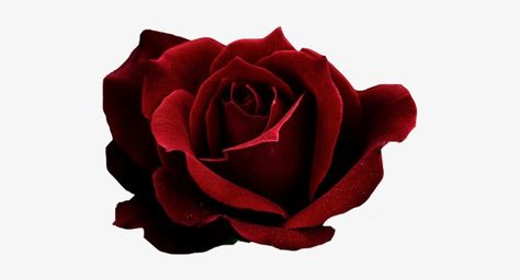 Rose Transparent Png, Red Rose Png, Moodboard Pngs, Dark Red Roses, Rosé Png, Aesthetic Roses, Png Aesthetic, Rosé Aesthetic, Red Icons:)