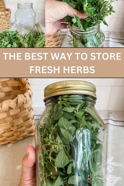 The Ultimate Way to Store Fresh Herbs - Quaint French Living Basil Storage Fresh, Best Way To Store Herbs, How To Gift Fresh Herbs, Storing Herbs From Garden, How To Store Fresh Herbs From Garden, Saving Herbs From Garden, Growing Fresh Herbs, How To Make Your Own Dried Herbs, Storing Fresh Sage