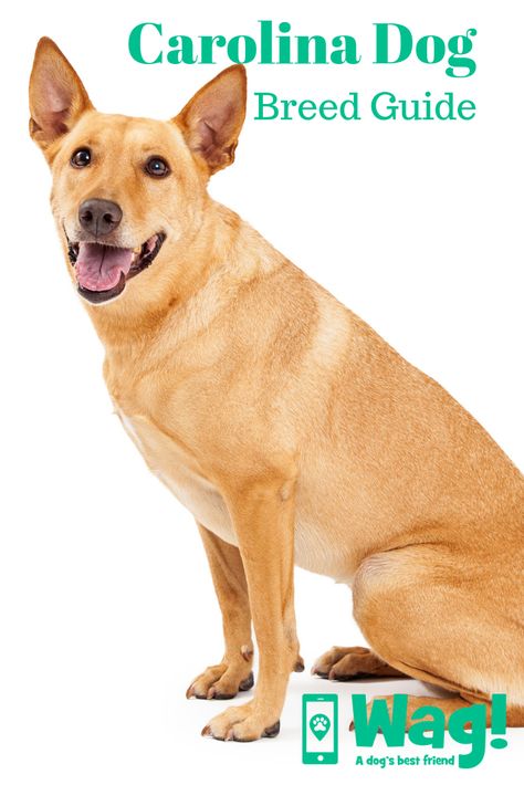 Carolina Dog Puppy, American Dingo, Dingo Dog, Canaan Dog, Carolina Dog, Dogs Stuff, Disabled Dog, American Dog, Dog Best Friend