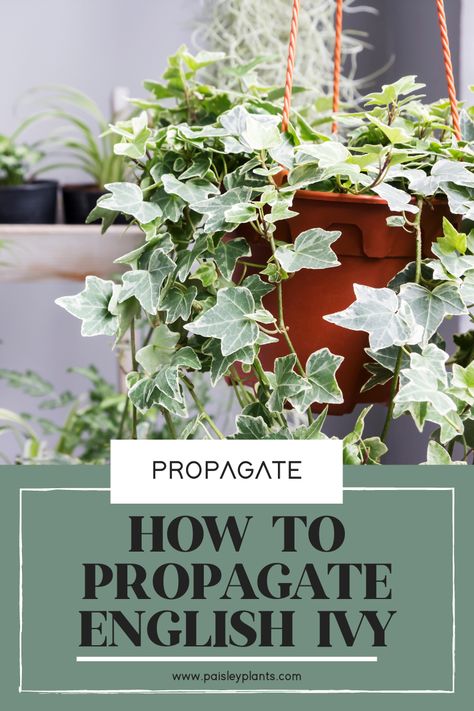 Propagating English Ivy, How To Propagate English Ivy, How To Propagate Ivy Plant, Propagate English Ivy, Propagating Ivy, Staghorn Fern Care, Cebu Blue Pothos, Common Ivy, Blue Pothos