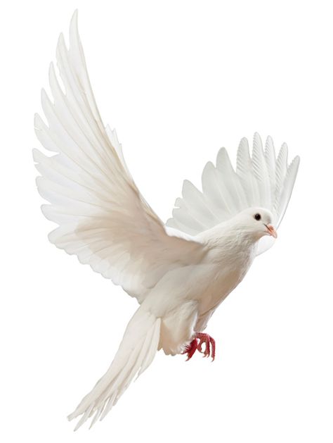 White Dove Flying, Dove Flying, Dove Images, Dove Pictures, Mask Images, Black Background Images, White Dove, Light Background Images, Picsart Background