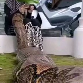 Snake__videos on Instagram: "😸OMG - Super Big Anaconda So Scary ❤️ 🎬 Via: TikTok @ noel_studio01ph ( *Credit goes to the respective owner. DM for perfect Credit or remove it* ) ============= 🔷 👫⤵ Double tap & tag your friend Below! 💖 💗 😍😍😍😍 🛎 Turn Post Notification On * Follow our to see Pictures/Videos every day 👉 For shirts you'll find the link on my Bio👆👆👆 Thank you so much ❤️ • • • • • #snakeseverywhere #snakeslover #snakesofig #lovesnakes #snakeselfie #snakesbites #kingsnakes Anaconda, Double Tap, See Pictures, Thank You So Much, Picture Video, Tap, Every Day, Instagram