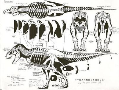 Dinosaur anatomy Dinosaur Anatomy Drawing, Dino Anatomy, Dinosaur Anatomy, Dino Drawing, Dragon Anatomy, Dinosaur Tattoos, Animal Skeletons, Dinosaur Drawing, Drawing Animals