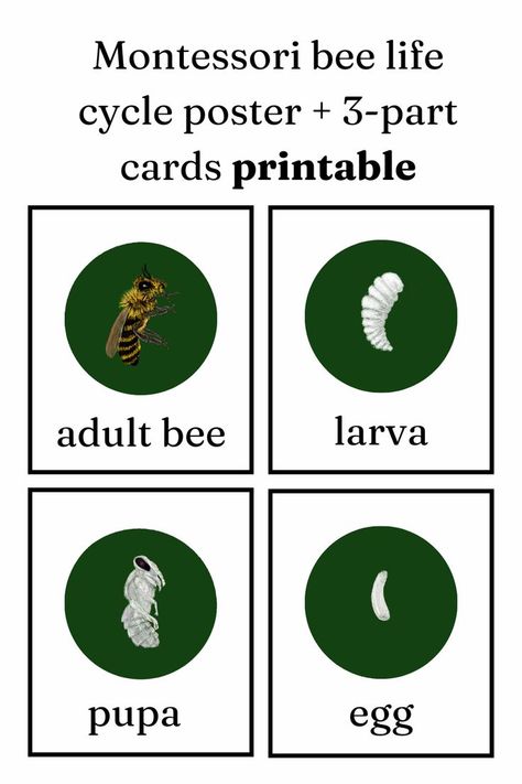 Bee Life Cycle, Montessori Cards, Bee Printables, Life Cycle, Life Cycles, Printable Cards, Honey Bee, Projects For Kids, Montessori