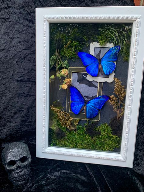 Diy Butterfly Shadow Box Ideas, Dragonfly Shadow Box Ideas, Shadow Box Butterflies, Moth Breeding, Shadow Box Frames Ideas, Butterfly Shadow Boxes, Butterfly Pinning, Bug Pinning, Butterfly Terrarium