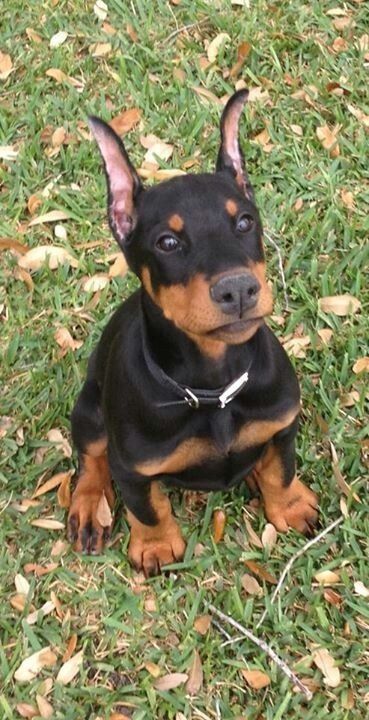 Doberman Cute, Baby Doberman, Perro Doberman Pinscher, Cute Doberman, Protective Dog Breeds, Doberman Pinchers, Loyal Dog Breeds, Doberman Puppies, Doberman Pinscher Puppy