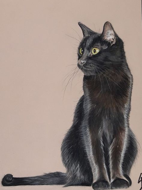 Black Cat Drawing Sketches, Black Cat Sketch, White Cat Black Background, Black Cat Artwork, Black Cat Drawing, Cat Art Painting, Black Cat Painting, Cat Sketch, Charcoal Art