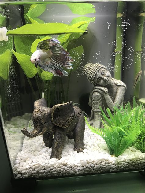 Fish Ideas Pet, Fish Tank Small Apartment, Pet Fish Tank Ideas, Apartment Fish Tank Ideas, Betta Fish Tanks Ideas, Aquarium Design For Betta Fish, Two Betta Fish, Animal Tank Ideas, Pretty Betta Fish Tank Ideas