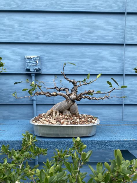 Ginseng Ficus Bonsai, Ginseng Ficus, Ginseng Bonsai, Ficus Ginseng Bonsai, Ginseng Plant, Ficus Bonsai Tree, Ficus Ginseng, Ficus Bonsai, Sea Shanty