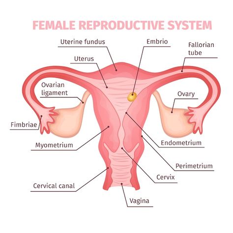 Female Reproductive System Anatomy, Anatomi Dan Fisiologi, Female Reproductive Anatomy, Paramedic School, Basic Anatomy And Physiology, Nurse Study Notes, Biology Facts, Female Reproductive System, Human Body Anatomy