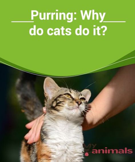 Purring: Why do cats do it?   Experts are still discussing what purring means and how it is generated. We'll tell you everything you've ever wanted to know about cats' purring! Cats Purring, Cat Purring, Purring Cat, Cat Purr, What Cat, Cat Behavior, Cat Facts, Do It, Meant To Be