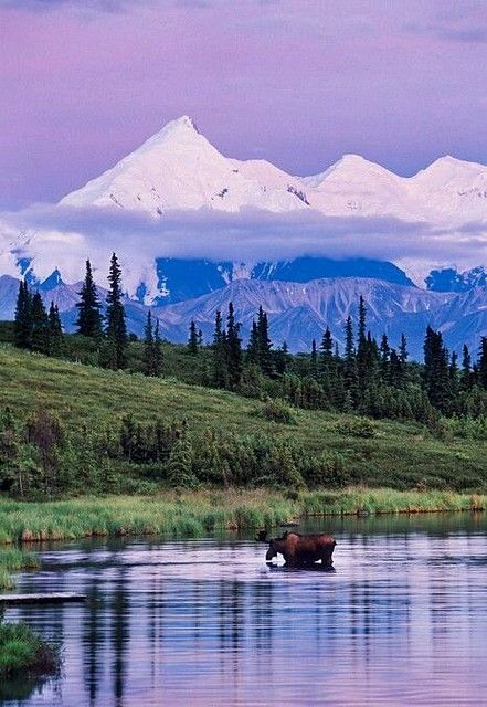 Alaskan Malamute Puppies, Mountain Scenes, Nature Places, Bull Moose, Denali National Park, Alam Yang Indah, Reference Photos, Pics Art, Pretty Places