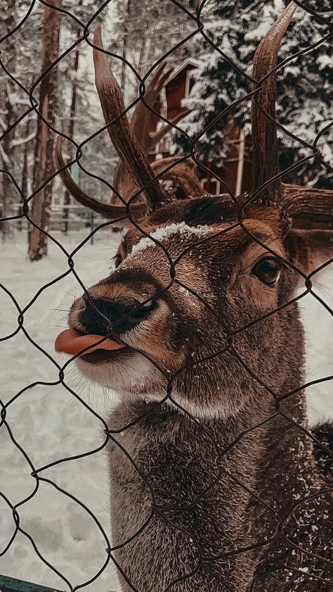 edited by me! dont steal! i have my watermark! Deer Wallpaper, Regnul Animal, Christmas Dreaming, Xmas Wallpaper, Christmas Phone Wallpaper, Cute Christmas Wallpaper, Wallpaper Iphone Christmas, Winter Wallpaper, A Deer