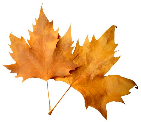 Aesthetic Transparent, Fall Leaves Png, Leaf Png, Fall Drawings, Orange Icons:), Aesthetic Png, Gingko Leaves, Png Aesthetic, Pumpkin Png