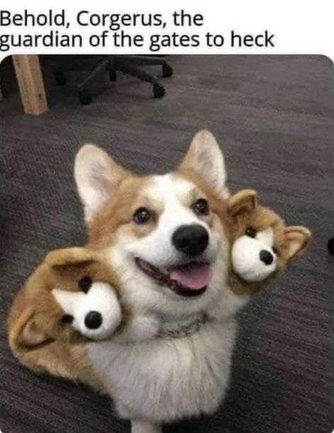 Cute Corgi, Dog Costumes, Corgi Dog, Fete Halloween, Dog Memes, Cute Funny Animals, Puppy Love, Animals And Pets, Funny Dogs