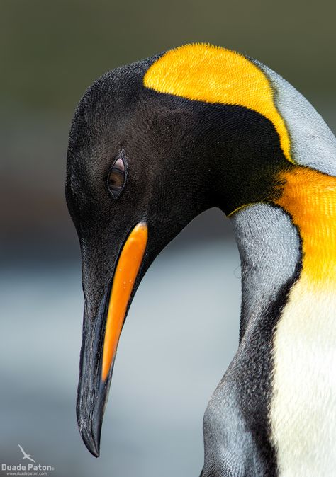 Penguin Reference Photos, King Penguin Tattoo, Penguin Images, Penguin Tattoo, Penguin Species, King Penguin, Alien Concept Art, Wildlife Photos, Bird Drawings