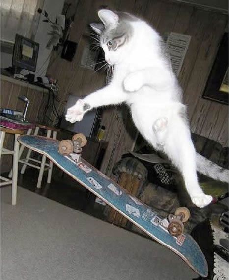 Evil Cats, Cat Skateboard, Skate Vibes, Cat Rainbow, Skate Boards, Skateboarding Tricks, Skateboard Aesthetic, Skate Photos, Skateboard Photography