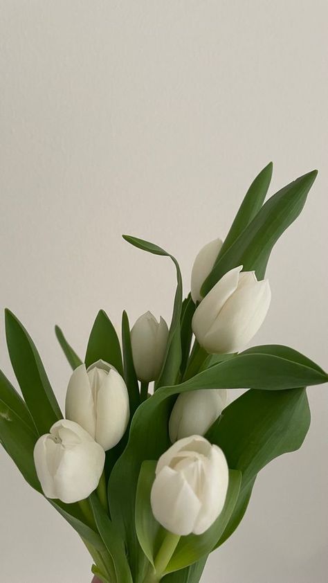 Tulip White, Skincare Instagram, Artificial Tulips, Wallpaper Summer, Best Riddle, Creative Interior, Flower Therapy, White Tulips, Favorite Flowers