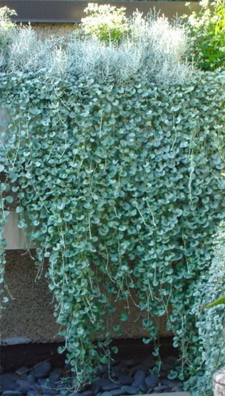 Dichondra Silver Falls Ground Cover, Morning Sun Plants Garden Ideas, Native Ground Cover Australia, Australia Native Plants, Tropical Ground Cover Plants, Plants On Fence Ideas, Ground Cover Plants Australia, Native Gardens Australia, Garden Wall Covering Ideas