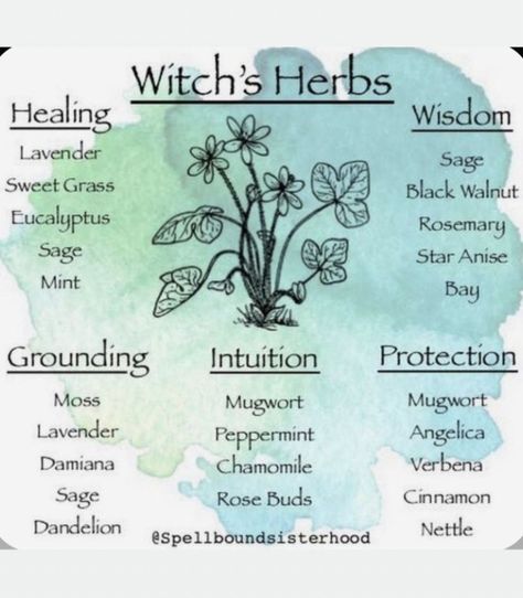 Spearmint Witchcraft, Pagan Temple, Herbal Witch, Witchcraft Herbs, Witchcraft Spells For Beginners, Magickal Herbs, Spells For Beginners, Witch Herbs, Witchcraft Spells